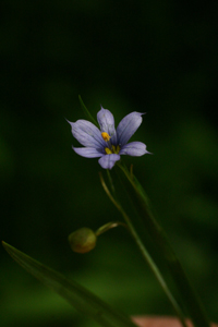 blue-eyed grass 2